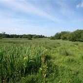 Darsham Marshes