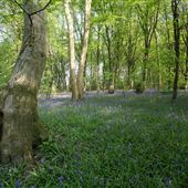 Reydon Wood