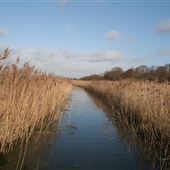 Carlton Marshes