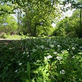 Bradfield Woods