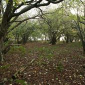 Captain's Wood