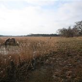 Hen Reedbeds