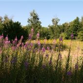 Foxburrow Farm