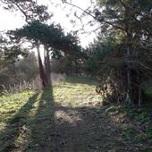 Bawdsey Wood
