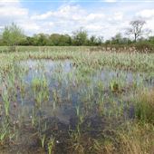 Mellis Common