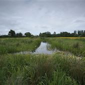 Church Farm Marshes