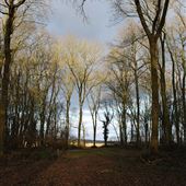 Cutter's Grove Wood