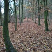 Nowton Park