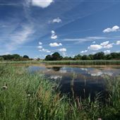 Redgrave & Lopham Fen