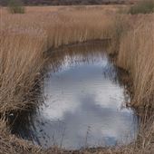 RSPB Minsmere Marsh