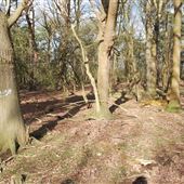 10 Acre Wood