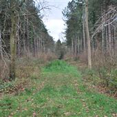 Bruisyard Wood