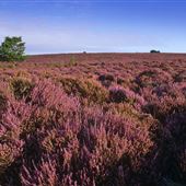 Dunwich Heath