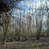 RSPB Minsmere - Woods