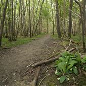 Groton Wood