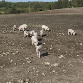 Pig Fields