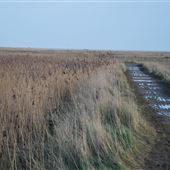 RSPB Dingle Marsh