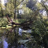 Knettishall Heath