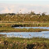 Trimley Marshes